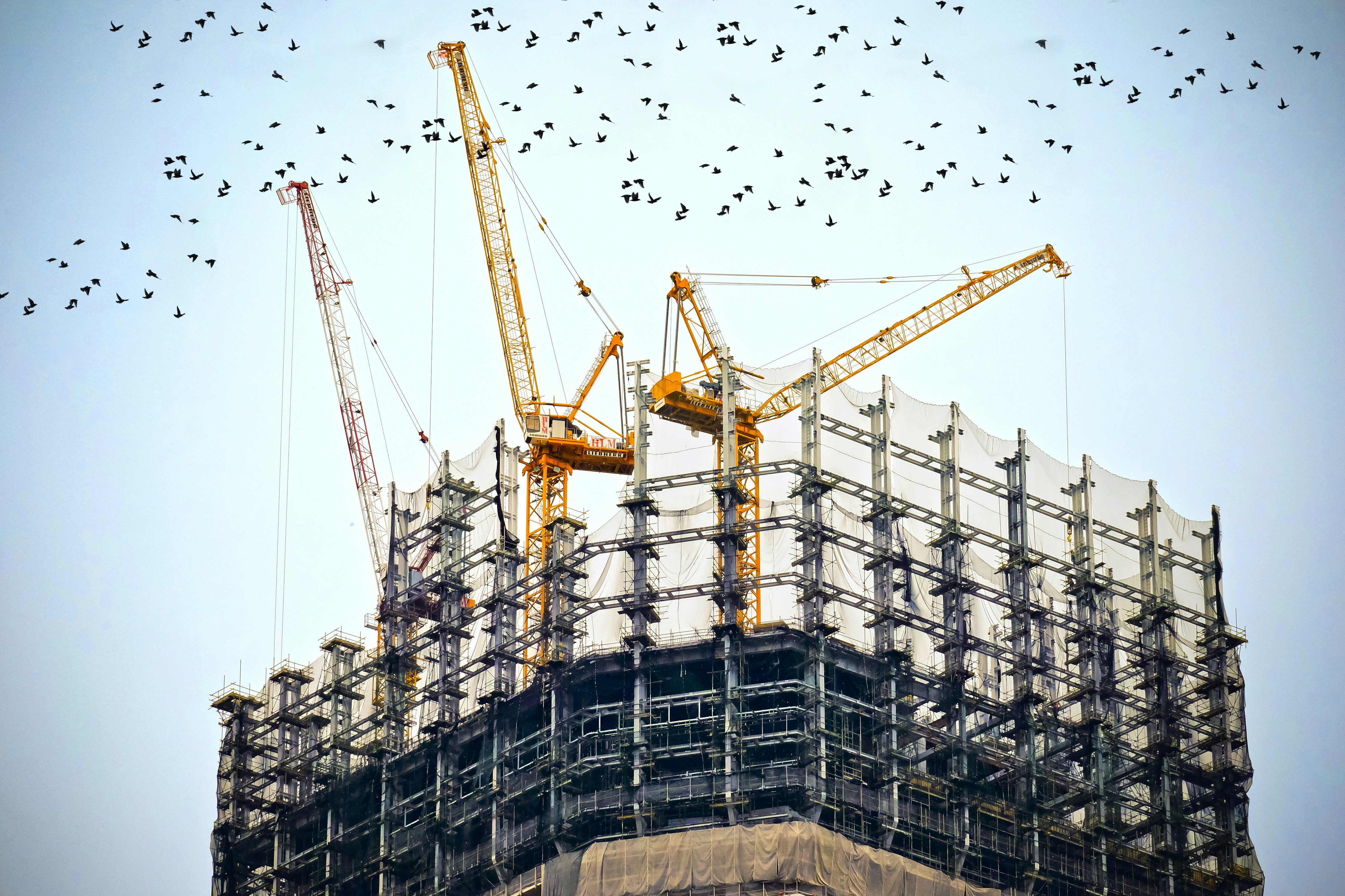 Construction site birds, low angle photography of cranes on top of building